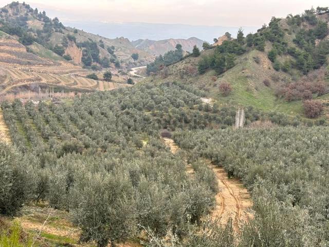 Tc Emlaktan Satılık 45 Dönüm Zeytinlik ! 1