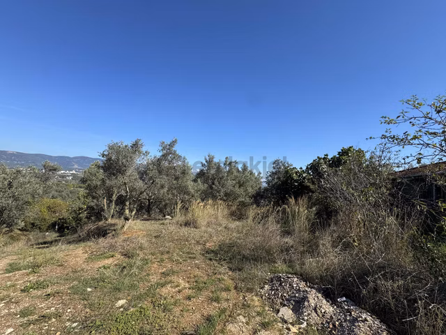 Beka Gayrimenkul'den Arapzade Mahallesinde 1730 M2 Zeytinlik 1