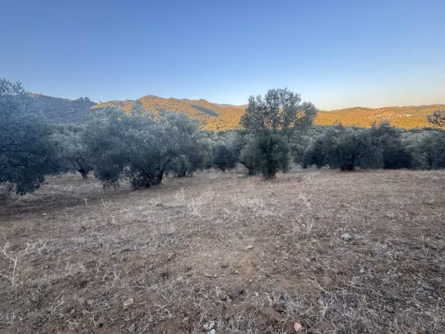 İzmir Bergama Sağancı Mah. Satılık 2 Parsel 10.533 M² Zeytinlik 1