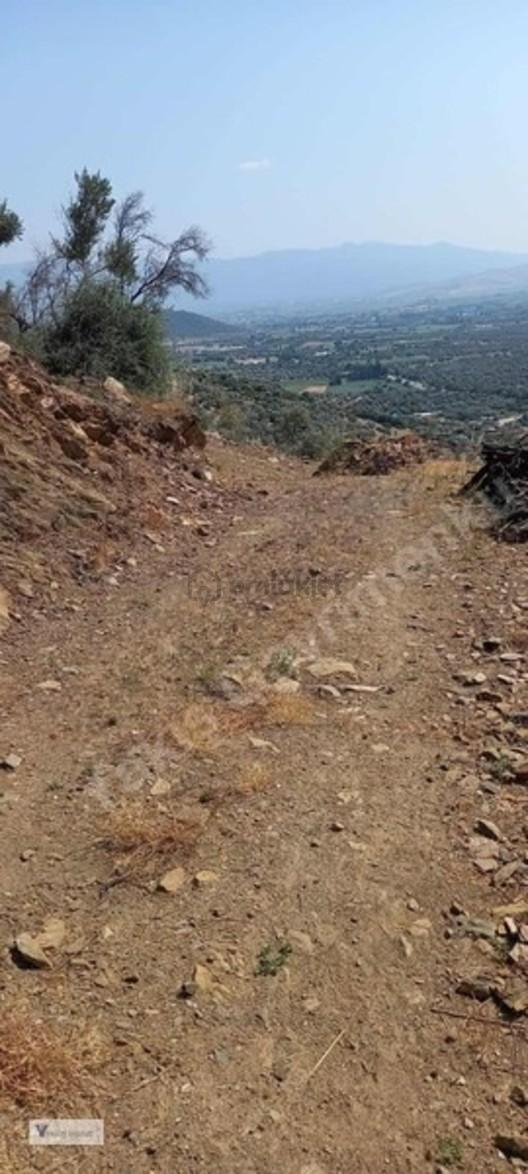 Satılık Tek Tapu Zeytinlik 1