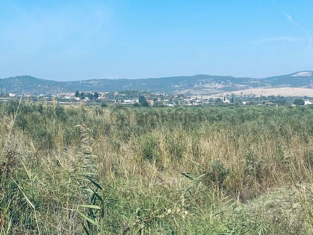 Manisa Yunusemre Gülbahçe'de Köye Yakın 175 Dönüm Zeytinlik 1