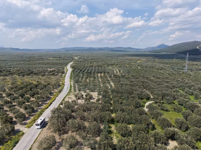 Manisa Akhisar Efem Gayrimenkulden 1078 M2 Satılık Zeytinlik 1