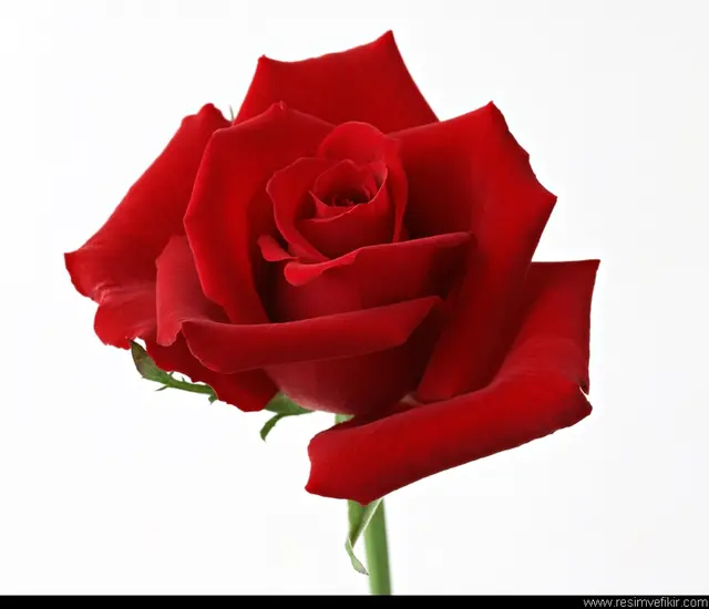 FOÇA ROSE EMLAK