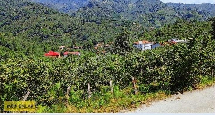 (48) Düzköyde 3 Dönüm Düz Sahile 1km Mesafede Fındık Bahçesi