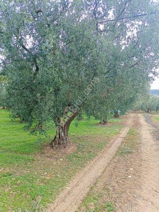 Sahibinden Bursa İznik Satılık Arsa Tarla