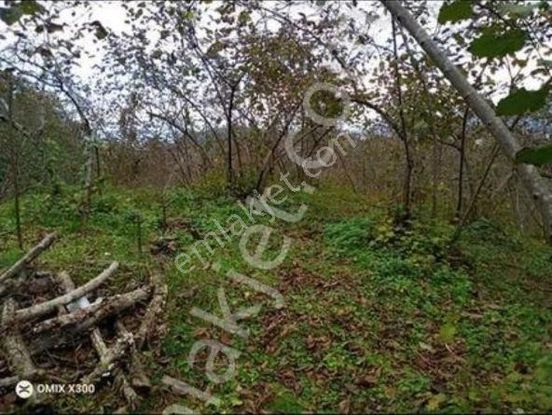 (30 ) 25 Dönüm Alt Ve Üsten İki Yolu İçerisinde