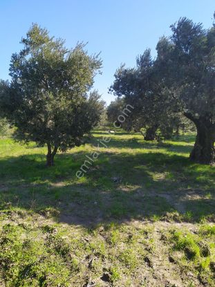 Satılık Zeytinlik