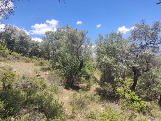 İzmir Bayındır Çenikler De Fırsat Zeytinlik