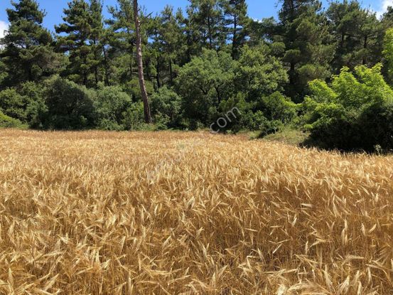Şifa Gayrimenkulden ***direk Mal Sahibinden 13,5 Dönüm Tek Tapu Arazi***