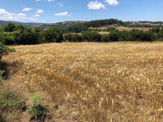 Çatalca Kabakça Mahallesinde Acilen Satılık Tarla 29172m2 Tek Tapu!