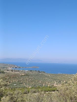 Bademliye Komşu Yahşibey'de Yatırıma Uygun Zeytinlik