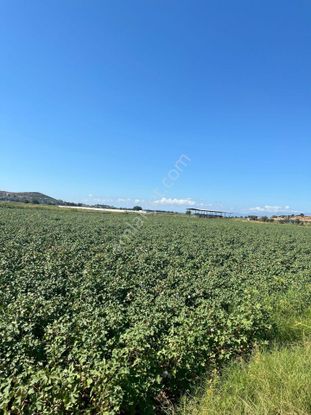 Foça Gerenköy'de 2200 M2 Satılık Tek Tapu Tarla Daire Takaslı