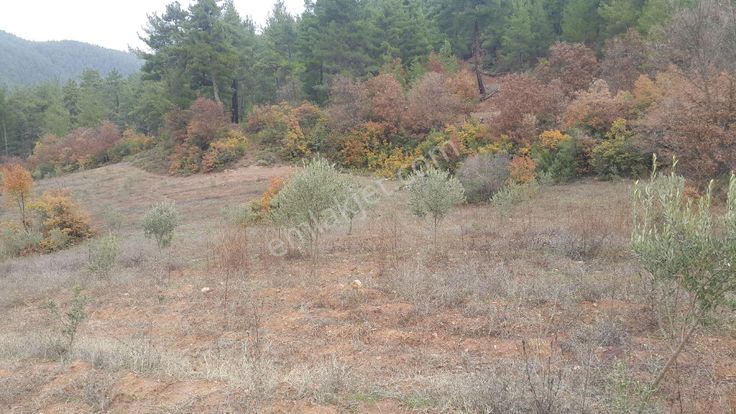 Sahibinden Akhisar Hamit Köyde 9600 M2 Müstail Tapulu satılık zeytinli Tarla