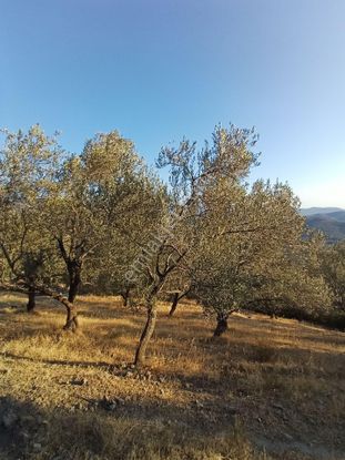 Burhaniye Bahadınlı Mahallesi'nde Satılık Zeytinlik