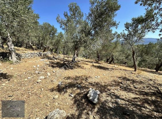 Boyut'tan Satılık Zeytinlik