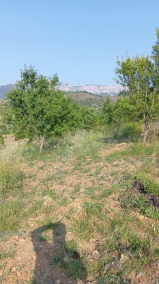Sahibinden Fekentapan Bölgesi İncircide Çok Cazip Fiyata Badem Bahçesi