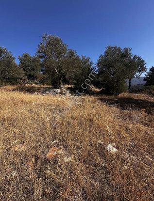 Startkey Pelit Yazı Köyde Yatırımlık Yolu Olan Tarla