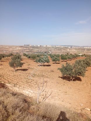 Şıtıloğlu Dan Satılık Zeytin Tarlası