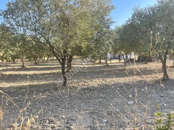 Sarıçam Mah 9800m2 Satılık Hesaplı Zeytinlik Resmi Yol Var