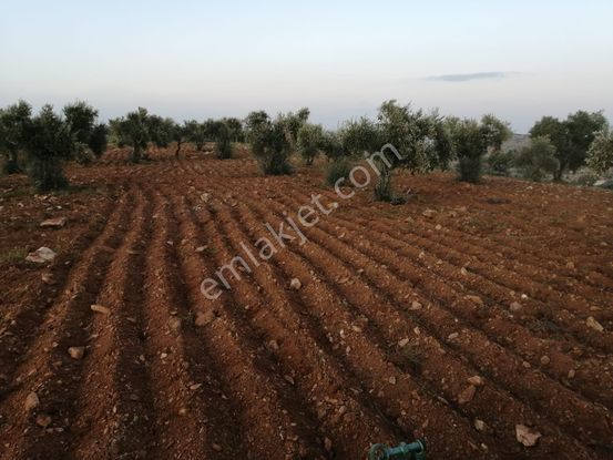 Salkım Mh'de Bağevlik Resmi Yol Üstü Fıstık Zeytin