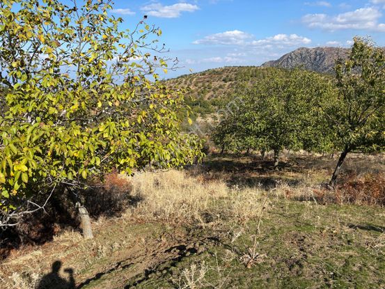 İzmir Tirede Satılık Meyve Bahçesi