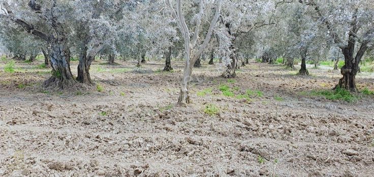 İznik Yeşilcamii De Satılık Zeytinlik