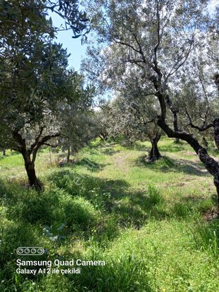 Fırsat Zeytinlik Fırsat Fiyat İle