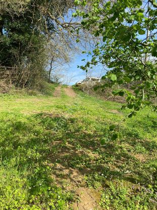 Kandıra Yusufça Beşirli Köyü Yol Kenarı Fındıklık