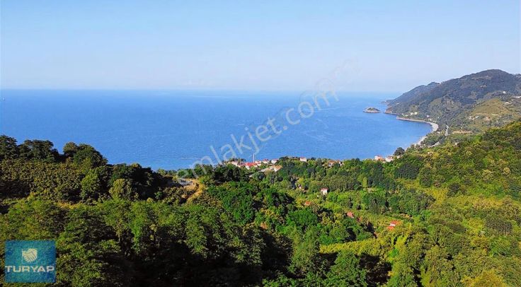 Çaytepede Satılık 11.066 M2. Fırsat Verimli Fındık Bahçesi