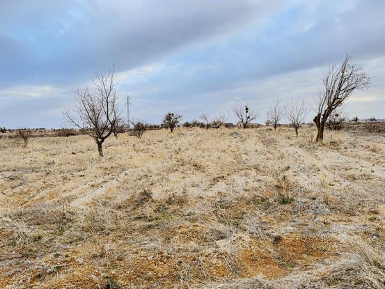 Ürgüp Ortahisarda Satılık Tek Tapu Bağ
