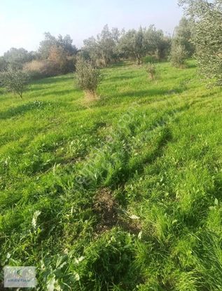 Kirvem Emlaktan Alibeyli Mah Konut İmarlı Arsa