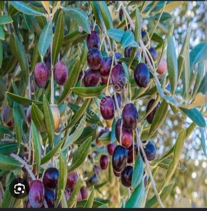 Yatırımlık Fırsat Fiyatlı Tarla (zeytin Dikimine Uygun)
