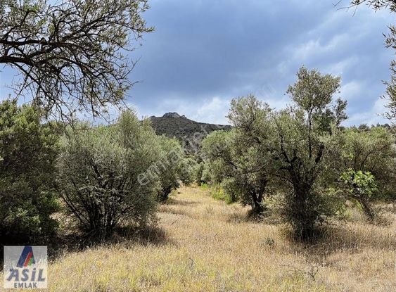 Satılık Zeytin Bahçesi