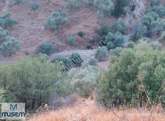 Aydın Efeler Domalan Köyünde Satılık Zeytinlik