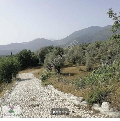 Yeşil Üzümlü Satılık Tarla