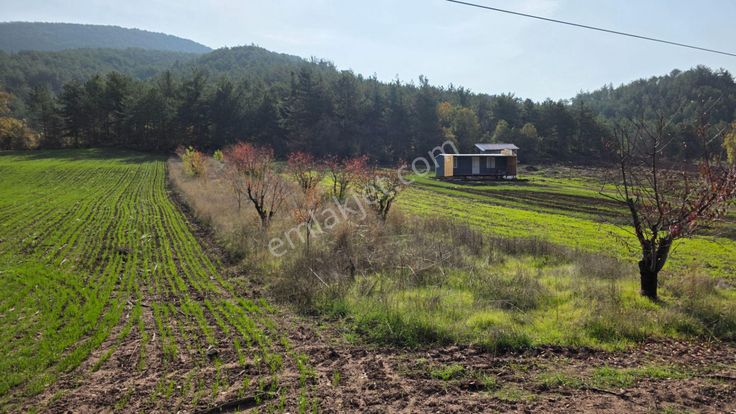 Gölpazarı Asfaltına Cepheli 800 M2 Yetişkin Kiraz Bahçesi Kaçmaz
