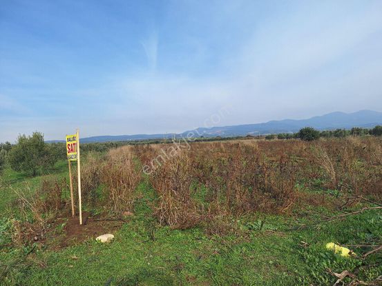 Manisa Turgutlu Musalaryeniköy De Satılık Tarla