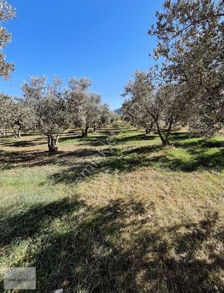 Verimli Ve Yüksek Getirili Bahçe Zeytinlik