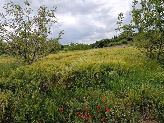 Yuşa'dan Kırklareli Pınarhisar Da Müstakil Tapulu Kupon Yer