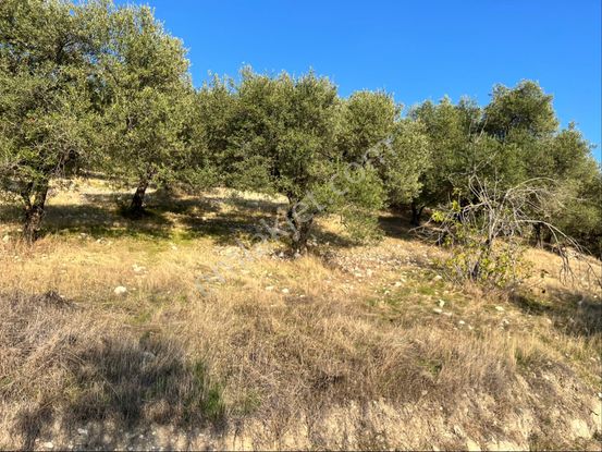 Hatıplar Mah Satılık 9500m2 Zeytinlik Resmi Yolu Var