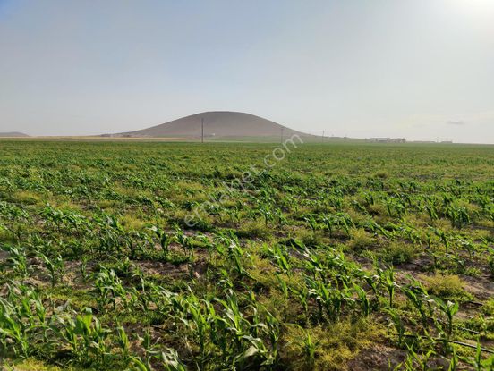 Sahibinden Konya Ereğli Zengen Satılık Tarla