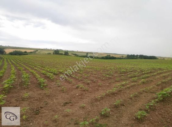 Çatalca-ovayenice'de Satılık 15,2 Dönüm Tarla