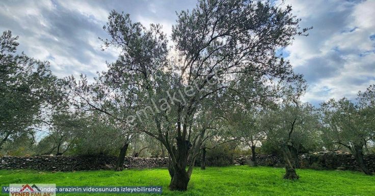 Zeytinli-kızılkeçili Arası Orman Deposu Altı 712m² Müstakil Parsel