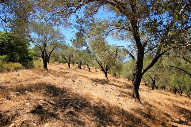 🔰🔰aktif'ten Burhaniye'de 10 Dönümlük Deniz Manzaralı Kadastro Yolu Olan Muhteşem Zeytinlik 🔰🔰