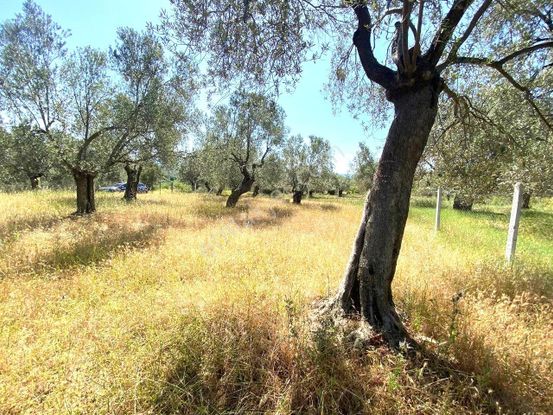 🔴🔴aktif'ten Burhaniye Şarköyde İçerisinde 8 Adet Zeytin Ağacı Bulunan 508m2 Satılık Zeytinlik🔴🔴