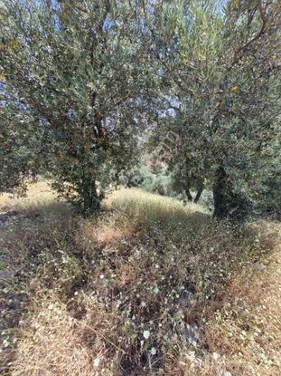 Satılık Zeytinlik Yaylapınar