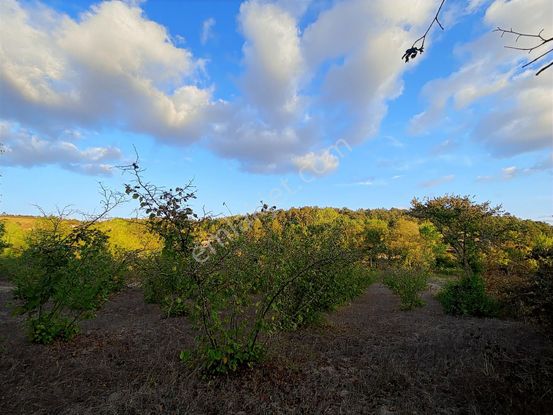 Akçaova Yorgalar Mah Satılık Tarlalar Ve Fındık Bahçesi