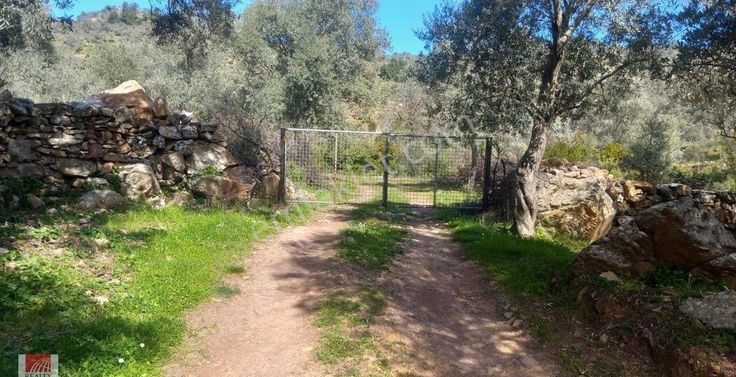 🚨acil Satılık Milas Ören Bayır Da 15 Dönüm Zeytinlik🚨