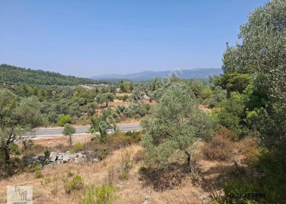 Ören Alatepe'de 5.795 M² Zeytinli Tarla