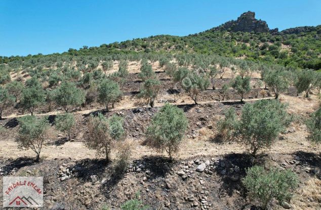 Köprübaşı-demirci Yol Üzeri Zeytinlik